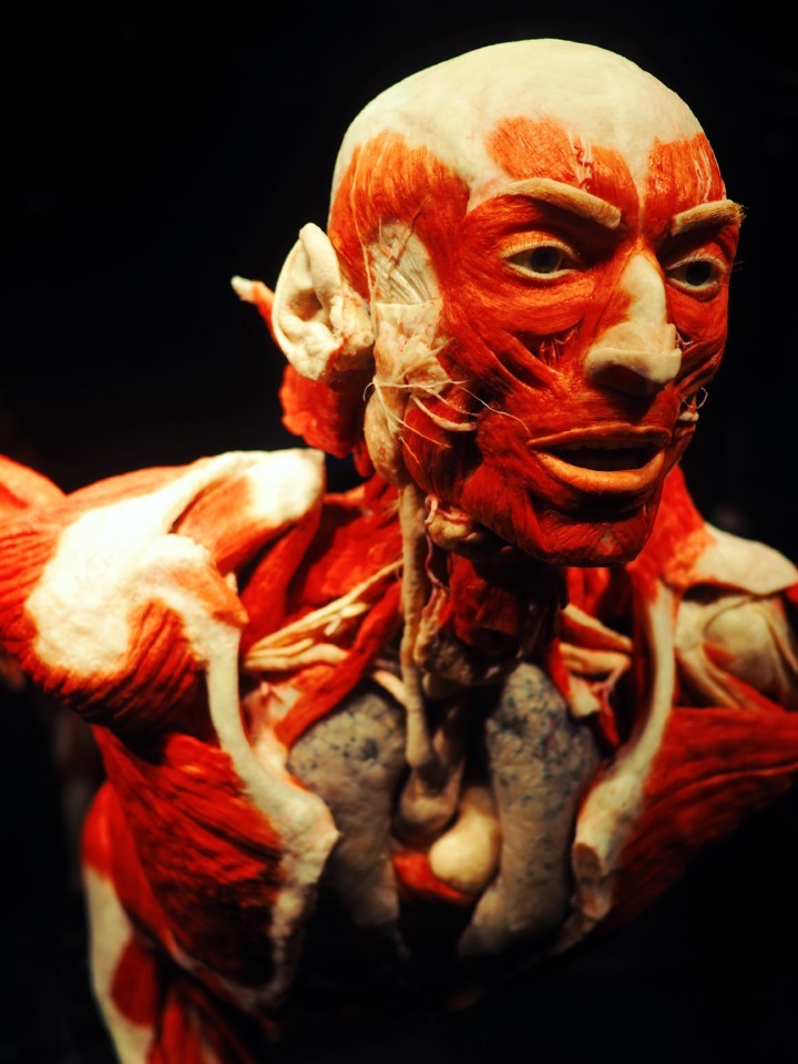Human Fascia